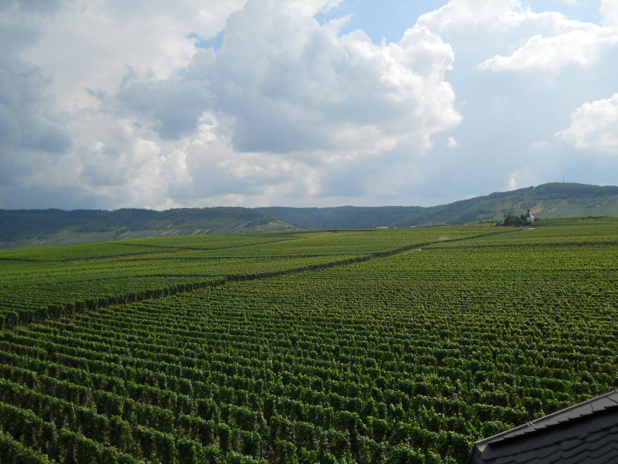Ferienweingut Winnebeck Apartment