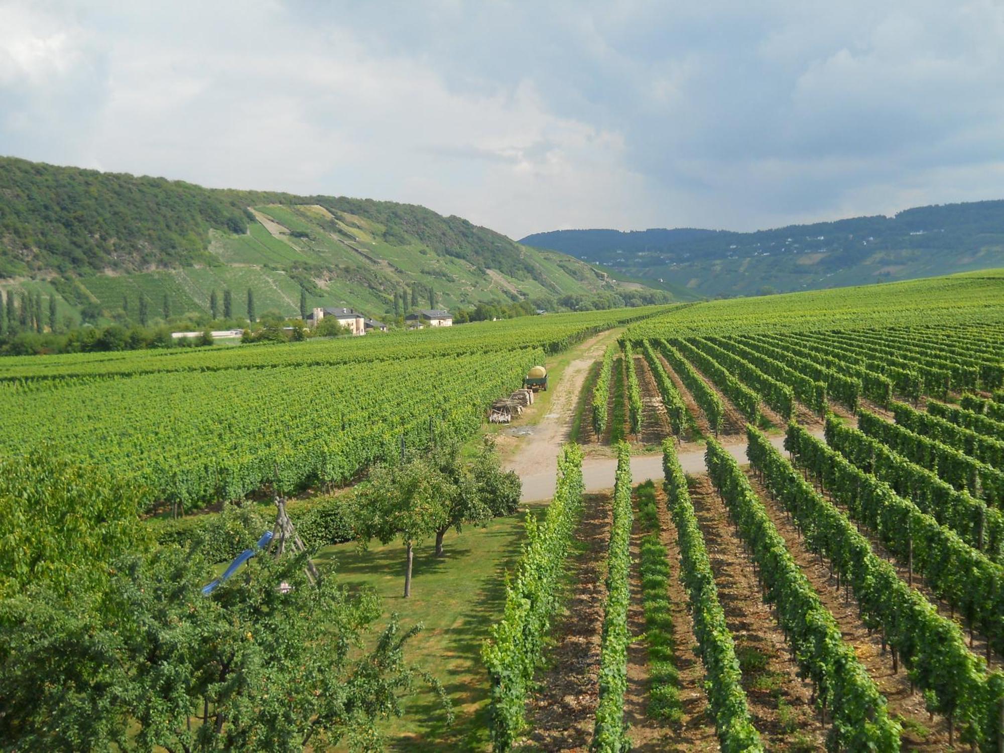 Ferienweingut Winnebeck Apartment Köwerich